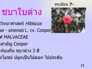 ชบาใบด่าง ทะเบียน  7-77110-001-033 ชื่อวิทยาศาสตร์   Hibiscus  rosa - sinensis  L. cv. Cooperi วงศ์   MALVACEAE ชื่อสามัญ   Cooper ชื่อท้องถิ่น  ชบาด่าง  3  สี ประโยชน์  ปลูกเป็นไม้ดอก ไม้ประดับ 