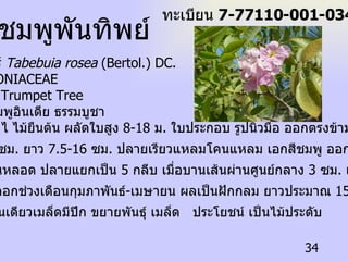 ชมพูพันทิพย์  ทะเบียน  7-77110-001-034 ชื่อวิทยาศาสตร์  Tabebuia rosea  (Bertol.) DC.   ชื่อวงศ์  BIGNONIACEAE ชื่อสามัญ  Pink Trumpet Tree  ชื่อท้องถิ่น  ชมพูอินเดีย ธรรมบูชา  ลักษณะทั่วไป ไ ไม้ยืนต้น ผลัดใบสูง  8-18  ม .  ใบประกอบ รูปนิ้วมือ ออกตรงข้ามใบย่อย  5  ใบ รูปรีกว้าง  3-7  ซม .  ยาว  7.5-16  ซม .  ปลายเรียวแหลมโคนแหลม เอกสีชมพู ออกเป็นช่อที่ปลาย กิ่งกลีบดอกเป็นหลอด ปลายแยกเป็น  5  กลีบ เมื่อบานเส้นผ่านศูนย์กลาง  3  ซม .  เกสรตัวผู้  4  อัน ร่วงง่าย ออก ดอกช่วงเดือนกุมภาพันธ์ - เมษายน ผลเป็นฝักกลม ยาวประมาณ  15  ซม . เมื่อแก่แตกด้านเดียวเมล็ดมีปีก ขยายพันธุ์ เมล็ด  ประโยชน์ เป็นไม้ประดับ 