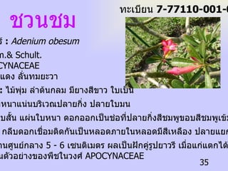 ชวนชม ชื่อวิทยาศาสตร์  :   Adenium obesum   (Forssk.)Roem.& Schult. ชื่อ วงศ์  :  APOCYNACEAE ชื่ออื่น  :   ลั่นทมแดง ลั่นทมยะวา  ลักษณะทั่วไป  :   ไม้พุ่ม ลำต้นกลม มียางสีขาว ใบเป็น ใบเดี่ยวมักออกหนาแน่นบริเวณปลายกิ่ง ปลายใบมน  โคนเรียว ก้านใบสั้น แผ่นใบหนา ดอกออกเป็นช่อที่ปลายกิ่งสีชมพูขอบสีชมพูเข้ม ทยอยบาน ครั้งละ 3-4 ดอก กลีบดอกเชื่อมติดกันเป็นหลอดภายในหลอดมีสีเหลือง ปลายแยกกันเป็น  5  กลีบ เมื่อบานเส้นผ่านศูนย์กลาง  5 - 6  เซนติเมตร ผลเป็นฝักคู่รูปยาวรี เมื่อแก่แตกได้ ประโยชน์  :  เป็นตัวอย่างของพืชในวงศ์  APOCYNACEAE ทะเบียน  7-77110-001-035 