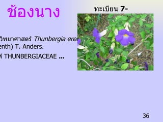 ช้องนาง ทะเบียน  7-77110-001-036 ชื่อวิทยาศาสตร์  Thunbergia erecata (Benth) T. Anders.  วงศ์  THUNBERGIACEAE  ...   