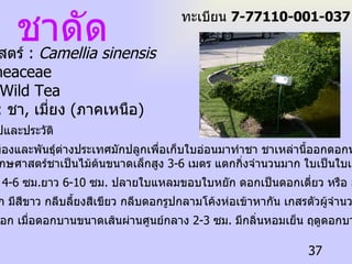 ชาดัด ชื่อวิทยาศาสตร์  :  Camellia sinensis ชื่อวงศ์  : Theaceae ชื่อสามัญ  : Wild Tea ชื่อท้องถิ่น  :  ชา ,  เมี่ยง  ( ภาคเหนือ ) ข้อมูลทั่วไปและประวัติ ชานั้นพันธุ์พื้นเมืองและพันธุ์ต่างประเทศมักปลูกเพื่อเก็บใบอ่อนมาทำชา ชาเหล่านี้ออกดอกหอมและสวยงาม ลักษณะทางพฤกษศาสตร์ชาเป็นไม้ต้นขนาดเล็กสูง  3-6  เมตร แตกกิ่งจำนวนมาก ใบเป็นใบเดี่ยว เรียงสลับ  ใบเป็นรูปรีกว้าง  4-6  ซม . ยาว  6-10  ซม .  ปลายใบแหลมขอบใบหยัก ดอกเป็นดอกเดี่ยว หรือ ออกเป็นกลุ่ม  กลุ่มละ  2-3  ดอก มีสีขาว กลีบลี้ยงสีเขียว กลีบดอกรูปกลามโค้งห่อเข้าหากัน เกสรตัวผู้จำนวนมากสีเหลือง เด่นชัดที่กลางดอก เมื่อดอกบานขนาดเส้นผ่านศูนย์กลาง  2-3  ซม .  มีกลิ่นหอมเย็น ฤดูดอกบานอยู่ในช่วงต้น ฤดูหนาว ทะเบียน  7-77110-001-037 
