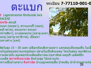 ชื่อวิทยาศาสตร์  Lagerstroemia floribunda  Jack   ชื่อวงศ์  LYTHRACEAE   พันธุ์ไม้ประจำจังหวัด   สระบุรี   ชื่อท้องถิ่น  กระแบก  ( สงขลา ),  ตราแบกปรี้  ( เขมร ),  ตะแบกไข่  ( ราชบุรี ตราด ),  ตะแบกนา ตะแบก  ( ภาคกลาง ,  นครราชสีมา ),  บางอตะมะกอ  ( มลายู - ยะลา ,  ปัตตานี ),  บางอยะมู  ( มลายู - นราธิวาส ),  เปื๋อยนา ( ลำปาง ),  เปื๋อยหางค่าง  ( แพร่ )   ลักษณะทั่วไป เป็นไม้ยืนต้นผลัดใบสูง  15 – 30  เมตร เปลือกเรียบสีเทาอมขาว แตกล่อนเป็นหลุมตื้น ใบเป็นใบเดี่ยว ออก ตรงข้ามกัน แผ่นใบรูปขอบขนานแกมรูปหอก ปลายใบเป็นติ่งแหลม โคนใบสอบ ดอกสีม่วงอมชมพู ออก รวมกันเป็นช่อตามปลายกิ่ง ออกดอกช่วงเดือนธันวาคม - กุมภาพันธ์ ผลรูปรี เมล็ดมีปีก   ขยายพันธุ์   เพาะเมล็ด   สภาพที่เหมาะสม   ดินร่วนซุย ไม้กลางแจ้ง  ต้องการน้ำและความชื้นปานกลาง   ถิ่นกำเนิด   ป่าเบญจพรรณชื้น ป่าดงดิบ ป่าน้ำท่วมตามท้องนา   ตะแบก ทะเบียน  7-77110-001-039 