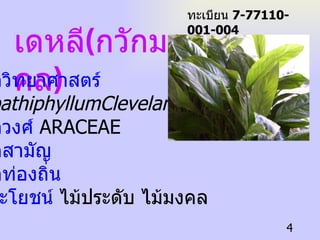 เดหลี ( กวักมงคล ) ชื่อวิทยาศาสตร์ SpathiphyllumClevelandii.   ชื่อวงศ์  ARACEAE   ชื่อสามัญ ชื่อท่องถิ่น ประโยชน์  ไม้ประดับ ไม้มงคล ทะเบียน  7-77110-001-004 