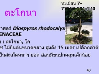 ตะโกนา ทะเบียน  7-77110-001-040 ชื่อวิทยาศาสตร์  Diospyros rhodocalyx  Kurz  วงศ์  : EBENACEAE ชื่อท้องถิ่น  :  ตะโกนา ,  โก  ลักษณะพืช  ไม้ยืนต้นขนาดกลาง สูงถึง  15  เมตร เปลือกลำต้นสีดำ และแตกเป็นสะเก็ดหนาๆ ยอด อ่อนมีขนปกคลุมเล็กน้อย  