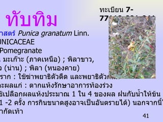 ทับทิม ชื่อวิทยาศาสตร์  Punica granatum  Linn. ชื่อวงศ์  PUNICACEAE ชื่อสามัญ  Pomegranate   ชื่อท้องถิ่น  มะเก๊าะ  ( ภาคเหนือ ) ;  พิลาขาว ,  มะก่องแก้ว  ( น่าน ) ;  พิลา  ( หนองคาย )   ประโยชน์  ราก   :  ใช้ฆ่าพยาธิตัวตืด และพยาธิตัวกลม เปลือกและผลแก่   :  ตากแห้งรักษาอาการท้องร่วง  ( ขนาดที่ใช้เปลือกผลแห้งประมาณ  1  ใน  4  ของผล ฝนกับน้ำให้ข้น ๆ กินวันละ  1 -2  ครั้ง การกินขนาดสูงอาจเป็นอันตรายได้ )  นอกจากนี้ใช้ฝนกับ น้ำทาแก้น้ำกัดเท้า  ทะเบียน  7-77110-001-041 