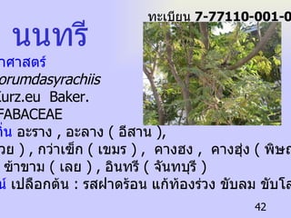 นนทรี ทะเบียน  7-77110-001-042 ชื่อวิทยาศาสตร์  Peltophorumdasyrachiis   ( Mig) Kurz.eu  Baker. ชื่อวงศ์  FABACEAE   ชื่อท้องถิ่น  อะราง  ,  อะลาง  (  อีสาน  ), ราง  (  ส่วย  ) ,  กว่าเฃ็ก  (  เขมร  ) ,  คางฮง  ,  คางฮุ่ง  (  พิษณุโลก  ) , จ๊าขาม  ,  ฃ้าขาม  (  เลย  ) ,  อินทรี  (  จันทบุรี  ) ประโยชน์  เปลือกต้น   :  รสฝาดร้อน แก้ท้องร่วง ขับลม ขับโลหิตระดู 