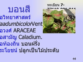 ชื่อวิทยาศาสตร์  Caadumbicolor Vent.   ชื่อวงศ์  ARACEAE ชื่อสามัญ  Caladium.   ชื่อท้องถิ่น  บอนฝรั่ง   ประโยชน์  ปลูกเป็นไม้ประดับ บอนสี ทะเบียน  7-77110-001-044 