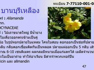 ชื่อวิทยาศาสตร์  :   Allamanda cathartica  Linn. ชื่อ วงศ์  :  APOCYNACEAE ลักษณะทั่วไป  :   ไม้เถาขนาดใหญ่ มีน้ำยาง สีขาว ใบ เป็นใบเดี่ยวออกตรงข้ามเป็นคู่  หรือออกรอบข้อ ใบรูปหอกปลายใบแหลม โคนใบสอบ ดอกออกเป็นช่อที่ปลายกิ่ง ดอกสีเหลือง กลีบเลี้ยง  5  กลีบ กลีบดอกเชื่อมติดกันเป็นหลอด ปลายแผ่ออกเป็น  5  กลีบ เส้นผ่านศูนย์กลาง ของดอกประมาณ  6-10  เซนติเมตร ผลกลมมีหนามเมื่อแก่แตกได้ เมล็ดจำนวนมาก  โทษ  :  เถาและใบเป็นยาถ่าย ทำให้อาเจียน มีสารจำพวกเทอร์ปีน ชื่อ  allamandicin  และ  allmandin  บานบุรีเหลือง ทะเบียน  7-77110-001-047 