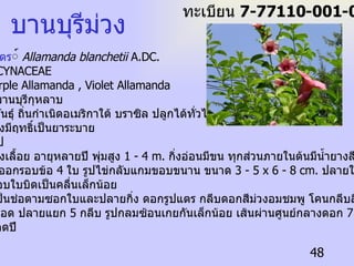 ชื่อวิทยาศาสตร ์  Allamanda blanchetii  A.DC. ชื่อวงศ์   APOCYNACEAE ชื่อสามัญ   Purple Allamanda , Violet Allamanda ชื่อท้องถิ่น  บานบุรีกุหลาบ การกระจายพันธุ์ ถิ่นกำเนิดอเมริกาใต้ บราซิล ปลูกได้ทั่วไป ประโยชน์ ยางมีฤทธิ์เป็นยาระบาย ลักษณะทั่วไป ต้น  -  ไม้พุ่มกึ่งเลื้อย อายุหลายปี พุ่มสูง  1 - 4 m.  กิ่งอ่อนมีขน ทุกส่วนภายในต้นมีน้ำยางสีขาว ใบ  -  ใบเดี่ยวออกรอบข้อ  4  ใบ รูปไข่กลับแกมขอบขนาน ขนาด  3 - 5 x 6 - 8 cm.  ปลายใบเรียวแหลม  โคนใบมน ขอบใบบิดเป็นคลื่นเล็กน้อย ดอก  -  ออกเป็นช่อตามซอกใบและปลายกิ่ง ดอกรูปแตร กลีบดอกสีม่วงอมชมพู โคนกลีบสีม่วงเข้มเชื่อม ติดกันเป็นหลอด ปลายแยก  5  กลีบ รูปกลมซ้อนเกยกันเล็กน้อย เส้นผ่านศูนย์กลางดอก  7 - 9 cm.  ออกดอกตลอดปี บานบุรีม่วง ทะเบียน  7-77110-001-048 