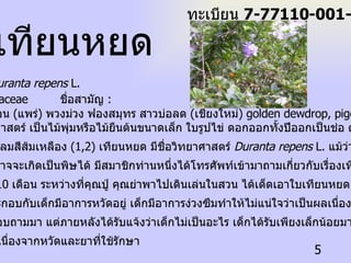 ชื่อวิทยาศาสตร์   :  Duranta repens  L. ชื่อวงศ ์   :  Verbenaceae  ชื่อสามัญ   : ชื่อท้องถิ่น  :   เครือออน  ( แพร่ )  พวงม่วง ฟองสมุทร สาวบ่อลด  ( เชียงใหม่ ) golden dewdrop, pigeon berry, skyflower ลักษณะทางพฤกษศาสตร์ เป็นไม้พุ่มหรือไม้ยืนต้นขนาดเล็ก ใบรูปไข่ ดอกออกทั้งปีออกเป็นช่อ ดอกมีสีม่วง อมฟ้า หรือขาว ผลกลมสีส้มเหลือง  (1,2)  เทียนหยด มีชื่อวิทยาศาสตร์  Duranta repens  L.  แม้ว่าจะนิยมปลูก เป็นไม้ประดับ แต่ก็อาจจะเกิดเป็นพิษได้ มีสมาชิกท่านหนึ่งได้โทรศัพท์เข้ามาถามเกี่ยวกับเรื่องเทียนหยด  เนื่องจากมีเด็กอายุ  10  เดือน ระหว่างที่คุณปู่ คุณย่าพาไปเดินเล่นในสวน ได้เด็ดเอาใบเทียนหยด  2-3  ใบ มา เคี้ยวรับประทาน ประกอบกับเด็กมีอาการหวัดอยู่ เด็กมีอาการง่วงซึมทำให้ไม่แน่ใจว่าเป็นผลเนื่องจากเทียน หยดหรือไม่ จึงได้สอบถามมา แต่ภายหลังได้รับแจ้งว่าเด็กไม่เป็นอะไร เด็กได้รับเพียงเล็กน้อยมากจึงไม่มี อาการ อาการซึมคงเนื่องจากหวัดและยาที่ใช้รักษา  เทียนหยด ทะเบียน  7-77110-001-005 