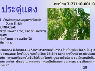 ชื่อวิทยาศาสตร์  Phyllocarpus septentrionalis Donn Smith ชื่อวงศ์  LEGUMINOSAE ชื่อสามัญ  Monkey Flower Tree, Fire of Pakistan  ชื่อท้องถิ่น  วาสุเทพ ถิ่นกำเนิด ประเทศกัวเตมาลา อเมริกาใต้  อเมริกากลาง  ลักษณะทั่วไป เป็นไม้ยืนต้นขนาดกลาง มีเรือนยอดแผ่กิ่งก้านสาขาออกไปกว้าง ใบเป็นรูปมนรีออกเป็นคู่ สลับกันตามลำต้น  ลักษณะของใบปลายแหลม โคนใบมน ขอบใบเรียบ มีสีเขียว ดอกออกเป็นช่อ ตรงส่วนยอดของลำต้น ดอก จะบานไม่พร้อมกัน จะทยอยกันบานไล่ขึ้นไปตั้งแต่โคนก้านช่อจนถึงปลายช่อ มีดอกเล็กสีแดงสด เวลาบาน จะแดงสพรั่งทั้งต้น เกสรยาวยื่นออกมากลางดอก ดอกมีกลิ่นหอม ออกดอกราวๆ เดือนกุมภาพันธ์ถึงมีนาคม  แต่ดอกจะอยู่ไม่ทนนัก ประดู่แดง ทะเบียน  7-77110-001-050 