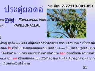 ประดู่ยอดอ่อน ลักษณะทั่วไป  ไม้ผลัดใบขนาดใหญ่ สูงถึง ๒๐ เมตร เปลือกนอกสีน้ำตาลเทา หนา แตกหยาบ ๆ เป็นร่องลึก เรือนยอด รูปคล้ายทรงกระบอก  ใบ  เป็นใบประกอบแบบขนนก มีใบย่อย ๗ - ๑๓ ใบ ใบย่อย รูปขอบขนานแกมรูป ไข่ ผิวใบเกลี้ยง โคนใบกว้าง มนกลม และเรียวไปทางปลายใบ  ดอก   ออกเป็นช่อ ตามชอกใบใกล้ยอด กลีบ รองกลีบดอก ๑ - ๑ . ๕ ซม .  ผล  เป็นแผ่นกลมแบน มีปีกโดยรอบ มีเมล็ดเดี่ยวอยู่กลางผล ขนาดเส้นผ่าศูนย์ กลาง ๖ - ๑๐ ซม .  เมื่อแก่จะเป็นสีน้ำตาล  ทะเบียน  7-77110-001-051 ชื่อวิทยาศาสตร์  :  Pterocarpus indicus  Willd. ชื่อวงศ์  :  PAPILIONACEAE 