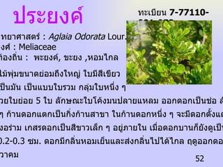ประยงค์ ทะเบียน  7-77110-001-052 ชื่อวิทยาศาสตร์  :  Aglaia Odorata  Lour. ชื่อวงศ์  : Meliaceae ชื่อท้องถิ่น  :  พะยงค์ ,  ขะยง  , หอมไกล ประยงค์ เป็นไม้พุ่มขนาดย่อมถึงใหญ่ ใบมีสีเขียว เข้มและหนาเป็นมัน เป็นแบบใบรวม กลุ่มใบหนึ่ง ๆ จะประกอบด้วยใบย่อย 5 ใบ ลักษณะใบโค้งมนปลายแหลม ออกดอกเป็นช่อ ลักษณะดอก เป็นเม็ดกลม ๆ ก้านดอกแตกเป็นกิ่งก้านสาขา ในก้านดอกหนึ่ง ๆ จะมีดอกตั้งแต่ 20-30 ดอก  ดอกมีสีเหลืองอร่าม เกสรดอกเป็นสีขาวเล็ก ๆ อยู่ภายใน เมื่อดอกบานก็ยังดูเป็นเม็ดกลม ๆ อยู่ มีขนาด 0.2-0.3 ซม. ดอกมีกลิ่นหอมเย็นและส่งกลิ่นไปได้ไกล ฤดูออกดอกตั้งแต่ สิงหาคม-ธันวาคม 