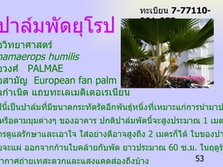 ปาล์มพัดยุโรป  ชื่อวิทยาศาสตร์ Chamaerops humilis ชื่อวงศ์  PALMAE   ชื่อสามัญ  European fan palm   ถิ่นกำเนิด  แถบทะเลเมดิเตอเรเนียน   ปาล์มพัดยุโรปนี้เป็นปาล์มที่มีขนาดกระทัดรัดอีกพันธุ์หนึ่งที่เหมาะแก่การนำมาประดับ ไว้ในห้องหับ หรือตามมุมต่างๆ ของอาคาร ปกติปาล์มพัดนี้จะสูงประมาณ  1  เมตร แต่ถ้าได้รับการดูแลรักษาและเอาใจ ใส่อย่างดีอาจสูงถึง  2  เมตรก็ได้ ใบของปาล์มพัดจะสีเขียว อมเทานิดๆ ใบจะแผ่ ออกจากก้านใบคล้ายกับพัด ยาวประมาณ  60  ซ . ม .  ในฤดูร้อนควรนำไป ตั้งไว้ในที่ๆ อากาศถ่ายเทสะดวกและแสงแดดส่องถึงบ้าง ทะเบียน  7-77110-001-053 