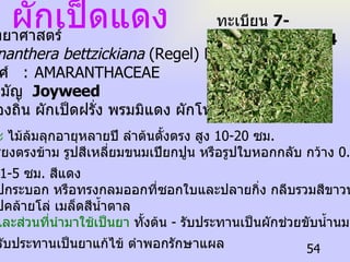 ผักเป็ดแดง ทะเบียน  7-77110-001-054 ชื่อวิทยาศาสตร์  Alternanthera bettzickiana  (Regel) Nichols. ชื่อวงศ์  :   AMARANTHACEAE ชื่อสามัญ  Joyweed ชื่อท้องถิ่น ผักเป็ดฝรั่ง พรมมิแดง ผักโหมแดง รูปลักษณะ  ไม้ล้มลุกอายุหลายปี ลำต้นตั้งตรง สูง  10-20  ซม .  ใบ เดี่ยว เรียงตรงข้าม รูปสีเหลี่ยมขนมเปียกปูน หรือรูปใบหอกกลับ กว้าง  0.5-1.5  ซม . ยาว  1-5  ซม .  สีแดง  ดอก ช่อ รูปกระบอก หรือทรงกลมออกที่ซอกใบและปลายกิ่ง กลีบรวมสีขาวนวล  ผล แห้ง รูปคล้ายโล่ เมล็ดสีน้ำตาล  สรรพคุณและส่วนที่นำมาใช้เป็นยา  ทั้ งต้น   -  รับประทานเป็นผักช่วยขับน้ำนม  ต้มกับน้ำ รับประทานเป็นยาแก้ไข้ ตำพอกรักษาแผล  