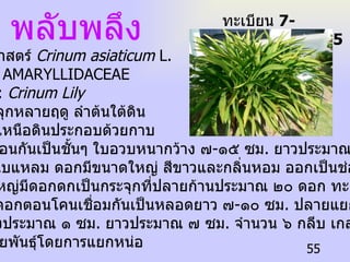 พลับพลึง ทะเบียน  7-77110-001-055 ชื่อวิทยาศาสตร์  Crinum asiaticum  L.  ชื่อวงศ์  : AMARYLLIDACEAE ชื่อสามัญ  :  Crinum Lily   เป็นไม้ล้มลุกหลายฤดู ลำต้นใต้ดิน  ส่วนลำต้นเหนือดินประกอบด้วยกาบ สีขาวหุ้มซ้อนกันเป็นชั้นๆ ใบอวบหนากว้าง ๗ - ๑๕ ซม .  ยาวประมาณ ๑ เมตร ตรงปลายใบแหลม ดอกมีขนาดใหญ่ สีขาวและกลิ่นหอม ออกเป็นช่อ ก้านช่อ ดอกอวบใหญ่มีดอกดกเป็นกระจุกที่ปลายก้านประมาณ ๒๐ ดอก ทะยอยกัน บาน กลีบดอกตอนโคนเชื่อมกันเป็นหลอดยาว ๗ - ๑๐ ซม .  ปลายแยกเป็นกลีบ แคบๆกว้างประมาณ ๑ ซม .  ยาวประมาณ ๗ ซม .  จำนวน ๖ กลีบ เกสรตัวผู้  ๖ อัน ขยายพันธุ์โดยการแยกหน่อ  
