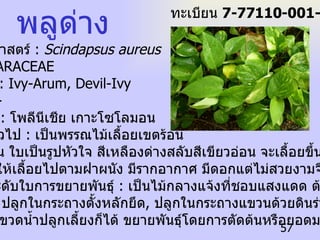 พลูด่าง ชื่อวิทยาศาสตร์  :  Scindapsus aureus ชื่อ วงศ์  : ARACEAE ชื่อสามัญ  : Ivy-Arum, Devil-Ivy ชื่ออื่นๆ  : - ถิ่นกำเนิด  :  โพลีนีเชีย เกาะโซโลมอน ลักษณะทั่วไป  :  เป็นพรรณไม้เลื้อยเขตร้อน ลำต้นอ่อน ใบเป็นรูปหัวใจ สีเหลืองด่างสลับสีเขียวอ่อน จะเลื้อยขึ้นในแนวดิ่ง หรือปลูกให้เลื้อยไปตามฝาผนัง มีรากอากาศ มีดอกแต่ไม่สวยงามจึงนิยมเลี้ยง เป็นไม้ประดับใบการขยายพันธุ์  :  เป็นไม้กลางแจ้งที่ชอบแสงแดด ต้องการน้ำ ปานกลาง ปลูกในกระถางตั้งหลักยึด ,  ปลูกในกระถางแขวนด้วยดินร่วนซุย หรือจะใส่ขวดน้ำปลูกเลี้ยงก็ได้ ขยายพันธุ์โดยการตัดต้นหรือยอดมาปักชำ ทะเบียน  7-77110-001-057 