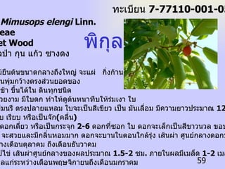 ชื่อวิทยาศาสตร์  Mimusops elengi  Linn. ชื่อวงศ์  Spotaceae   ชื่อสามัญ  Bullet Wood  ชื่อท้องถิ่น  พิกุลป่า กุน แก้ว ซางดง  ลักษณะทั่วไป  1.  ต้น เป็นพรรณไม้ยืนต้นขนาดกลางถึงใหญ่ จะแผ่  กิ่งก้าน สาขา ออกไปเป็นพุ่มกว้างตรงส่วนยอดของ ลำต้น เป็นไม้โตช้า ขึ้นได้ใน ดินทุกชนิด 2.  ใบ พิกุลมีใบที่สวยงาม มีใบดก ทำให้ดูต้นหนาทึบให้ร่มเงา ใบ มีลักษณะเป็นรูปมนรี ตรงปลายแหลม ใบจะเป็นสีเขียว เป็น มันเลื่อม มีความยาวประมาณ  12-14  ซม . ใบเกลี้ยง ขอบใบ เรียบ หรือเป็นจัก ( คลื่น )  3.  ดอก อาจจะเป็นดอกเดี่ยว หรือเป็นกระจุก  2-6  ดอกที่ซอก ใบ ดอกจะเล็กเป็นสีขาวนวล ขอบกลีบดอกจะ จักเล็กน้อย ดอก จะสวยและมีกลิ่นหอมมาก ดอกจะบานในตอนใกล้รุ่ง เส้นผ่า ศูนย์กลางดอกประมาณ  1  ซม .  ดอกจะออกระหว่างเดือนตุลาคม ถึงเดือนธันวาคม 4.  ผล เป็นผลสดรูปไข่ เส้นผ่าศูนย์กลางของผลประมาณ  1.5-2  ซม .  ภายในผลมีเมล็ด  1-2  เมล็ด ผลสุกมีสีเหลือง สีส้ม หรือสีแดงผลแก่ระหว่างเดือนพฤษจิกายนถึงเดือนมกราคม พิกุล ทะเบียน  7-77110-001-059 