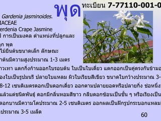 วิทยาศาสตร์  Gardenia jasminoides.   ชื่อวงศ์   RUBIACEAE  ชื่อสามัญ  Gerdenia Crape Jasmine ลักษณะทั่วไป   การเป็นมงคล   ตำแหน่งที่ปลูกและ ผู้ปลูก   การปลูก   พุด   พูดเป็นพรรณไม้ยืนต้นขนาดเล็ก ลักษณะ เป็นพุ่มเตี้ย ลำต้นมีความสูงประมาณ  1-3  เมตร ผิวลำต้นมีสีขาวเทา แตกกิ่งก้านออกใบรอบต้น ใบเป็นใบเดี่ยว แตกออกเป็นคู่ตรงกันข้ามออกตามข้อของ กิ่ง ลักษณะของใบเป็นรูปมนรี ปลายใบแหลม ผิวใบเรียบสีเขียว ขนาดใบกว้างประมาณ  3-5  เซนติเมตร ยาวประมาณ  8-12  เซนติเมตรดอกเป็นดอกเดี่ยว ออกตามปลายยอดหรือปลายกิ่ง ช่อหนึ่งมีดอกประมาณ 5-6  ดอก ซึ่งแล้วแต่ชนิดพันธุ์ ดอกมีกลิ่นหอมสีขาว กลีบดอกซ้อนเป็นชั้น ๆ หรือเรียงเป็นชั้นเดียวแล้ว แต่ชนิดพันธุ์ ดอกบานมีความโตประมาณ  2-5  เซนติเมตร ออกผลเป็นฝักรูปกระบอกแหลมโค้ง  ภายในมีเมล็ดประมาณ  3-5  เมล็ด พุด ทะเบียน  7-77110-001-060 