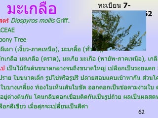 มะเกลือ ทะเบียน  7-77110-001-162 ชื่อวิทยาศาสตร์   Diospyros mollis  Griff.   วงศ์   EBENACEAE   ชื่อสามัญ   Ebony Tree ชื่อท้องถิ่น  ผีเผา  ( เงี้ยว - ภาคเหนือ ),  มะเกลื้อ  ( ทั่วไป ),  มักเกลือ หมักเกลือ มะเกลือ  ( ตราด ),  มะเกีย มะเกือ  ( พายัพ - ภาคเหนือ ),  เกลือ  ( ภาคใต้ )   ลักษณะทั่วไป   เป็นไม้ยืนต้นขนาดกลางจนถึงขนาดใหญ่ เปลือกเป็นรอยแตก กิ่งอ่อน มีขนนุ่มประปราย ใบขนาดเล็ก รูปไข่หรือรูปรี ปลายสอบแคบเข้าหากัน ส่วนโคนใบ กลมมน เนื้อใบบางเกลี้ยง ท้องใบเห็นเส้นใบชัด ออกดอกเป็นช่อตามง่ามใบ ดอกเพศผู้ และเพศเมียอยู่ต่างต้นกัน โคนกลีบดอกเชื่อมติดกันเป็นรูปถ้วย ผลเป็นผลสดทรงกลม  ผลอ่อนมีเปลือกสีเขียว เมื่อสุกจะเปลี่ยนเป็นสีดำ 