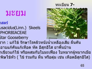 มะยม ชื่อวิทยาศาสตร์  Phyllanthusacidus (Linn.)   Skeels   ชื่อวงศ์  EUPHORBIACEAE   ชื่อสามัญ  Star Gooseberry   ประโยชน์  ราก   :  แก้ไข้ รักษาโรคผิวหนังน้ำเหลืองเสีย ผื่นคัน   ใบ   :  ต้มน้ำอาบแก้คันแก้เหือด หัด อีสุกอีใส   ยาพื้นบ้าน  ใช้ใบเข้ายาเขียวแก้ไข้ หรือผสมกับใบมะเฟือง ใบหมากผู้หมากเมีย ต้มอาบน้ำ แก้คันจากพิษไข้หัว  (  ไข้ ร่วมกับ ผื่น หรือตุ่ม เช่น เหือดอีสุกอีใส ) ทะเบียน  7-77110-001-065 