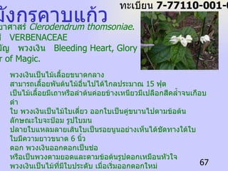 มังกรคาบแก้ว ชื่อวิทยาศาสร์  Clerodendrum thomsoniae .  ชื่อวงศ์  VERBENACEAE ชื่อสามัญ   พวงเงิน  Bleeding Heart, Glory Bower,  Flower of Magic.   พวงเงินเป็นไม้เลื้อยขนาดกลาง สามารถเลื้อยพันต้นไม้อื่นไปได้ไกลประมาณ  15  ฟุต เป็นไม้เลื้อยมีเถาหรือลำต้นค่อยข้างเหนียวมีเปลือกสีคล้ำจนเกือบดำ ใบ  พวงเงินเป็นไม้ใบเดี่ยว ออกใบเป็นคู่ขนานไปตามข้อต้น ลักษณะใบจะป้อม รูปใบมน ปลายใบแหลมลายเส้นใบเป็นรอยนูนอย่างเห็นได้ชัดทางใต้ใบ ใบมีความยาวขนาด  6  นิ้ว ดอก  พวงเงินออกดอกเป็นช่อ หรือเป็นพวงตามยอดและตามข้อต้นรูปดอกเหมือนหัวใจ พวงเงินเป็นไม้ที่มีใบประดับ เมื่อเริ่มออกดอกใหม่ ใบประดับจะเป็นสีขาว และจะมีอยู่  5  กลีบ มีดอกแท้เป็นสีแดงจัดคล้ายดอกเข็มยาวโผล่พ้นออกมาจากใบประดับ มีเกสรสีขาวเป็นเส้นเล็ก ๆ มองดูคล้ายเส้นด้ายโผล่ยาวออกมาจากดอกอีกชั้นหนึ่ง ดอกแท้จะบานอยู่ได้นานประมาณ  2-3  วัน ก็จะหลุดร่วงออกจากใบประดับ และเมื่อดอกร่วงแล้ว หลังจากนั้นใบประดับจึงจะบานออกเต็มที่ และจะเปลี่ยนจากสีเขียวเป็นสีชมพูเรื่อ ๆจนกระทั่งเป็นสีแดงเลือดหมู เมื่อดอกโรยแล้วให้รีบตัดช่อดอกออกเสีย ต้นก้จะแตกกิ่งออกดอกใหม่ในที่เดิมได้อีกในเวลาเพียงไม่กี่วัน ทะเบียน  7-77110-001-067 