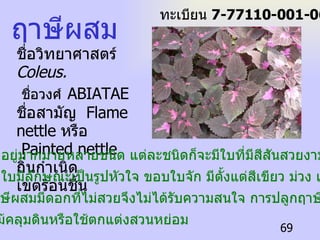 ชื่อวิทยาศาสตร์  Coleus.   ชื่อวงศ์   ABIATAE  ชื่อสามัญ  Flame nettle  หรือ Painted nettle ถิ่นกำเนิด เ ขตร้อนชื้น ฤาษีผสม ฤาษีผสมมีอยู่มากมายหลายชนิด แต่ละชนิดก็จะมีใบที่มีสีสันสวยงามไม่น้อย ไปกว่ากัน ใบมีลักษณะเป็นรูปหัวใจ ขอบใบจัก มีตั้งแต่สีเขียว ม่วง แดง น้ำตาล  เป็นต้น ฤาษีผสมมีดอกที่ไม่สวยจึงไม่ได้รับความสนใจ การปลูกฤาษีผสมนิยม ปลูกเป็นไม้คลุมดินหรือใช้ตกแต่งสวนหย่อม ทะเบียน  7-77110-001-069 