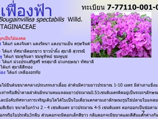 ชื่อวิทยาศาสตร์   Bougainvillea spectabilis   Willd. ชื่อวงศ์   NYCTAGINACEAE ถิ่นกำเนิด  บราซิล พันธุ์เฟื่องฟ้าที่ปลูกเป็นไม้มงคล   1.  พันธุ์ดอกสีแดง  ได้แก่ แดงจินดา แดงรัตนา แดงบานเย็น ตรุษจีนด่าง  2.  พันธุ์ดอกสีขาว  ได้แก่ ทัศมาลีดอกขาว ขาวน้ำผึ้ง สุมาลี สุวรรณี 3.  พันธุ์ดอกสีชมพู  ได้แก่ ชมพูจินดา ชมพูทิพย์ ชมพูนุช  4.  พันธุ์ดอกสีม่วง  ได้แก่ ม่วงประเสริฐศรี พรสุมาลี ม่วงกฤษณา ทัศมาลี 5.  พันธุ์ดอกสีส้ม  ได้แก่ สุมาลีสีทอง 6.  พันธุ์ดอกสีเหลือง  ได้แก่ เหลืองอรทัย ลักษณะทั่วไป   เฟื่องฟ้าเป็นพรรณไม้ยืนต้นขนาดกลางประเภทเถาเลื้อย ลำต้นมีความยาวประมาณ  1-10  เมตร มีลำเถาแข็งแรงเลื้อยไป ได้ไกลผิวลำต้นสีเท่าหรือสีน้ำตาลลำต้นมีหนามคมแหลมยาวประมาณ 0.51 เซนติเมตรติดอยู่เป็นระยะๆลักษณะของทรงพุ่ม สามารถตัดแต่ง และบังคับทิศทางการเจริญเติบโตได้ใบเป็นใบเดี่ยวแตกตามเถาลักษณะรูปใข่ปลายใบแหลมโคนใบมนขอบ ใบเรียบพื้นใบเรียบสีเขียว ขนาดใบกว้าง  2 - 4  เซนติเมตร ยาวประมาณ  4-5  เซนติเมตร ดอกออกเป็นช่อตาม ส่วนยอด มีกลีบดอกหรือใบประดับ 3 กลีบ ส่วนดอกจะมีดอกเล็กสีขาว กลีบดอกจะมีขนาดและสีสันแตกต่างกันตามชนิดพันธุ์  เฟื่องฟ้า ทะเบียน  7-77110-001-007 
