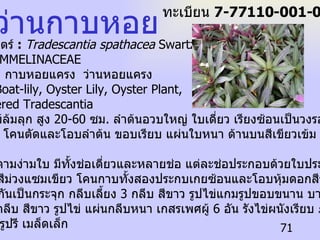 ชื่อวิทยาศาสตร์  :   Tradescantia spathacea  Swartz ชื่อวงศ์  :  COMMELINACEAE ชื่อพื้นเมือง  :   กาบหอยแครง  ว่านหอยแครง ชื่อสามัญ  :  Boat-lily, Oyster Lily, Oyster Plant, White-flowered Tradescantia ลักษณะ  :   ไม้ล้มลุก  สูง  20-60  ซม .  ลำต้นอวบใหญ่  ใบ เดี่ยว เรียงซ้อนเป็นวงรอบ รูปใบหอก ปลายแหลม โคนตัดและโอบลำต้น ขอบเรียบ แผ่นใบหนา ด้านบนสีเขียวเข้ม ด้านล่างสี ม่วงแดง  ช่อดอก ออกตามง่ามใบ มีทั้งช่อเดี่ยวและหลายช่อ แต่ละช่อประกอบด้วยใบประดับที่เป็น กาบ  2  กาบ สีม่วงแซมเขียว โคนกาบทั้งสองประกบเกยซ้อนและโอบหุ้มดอกสีขาวขนาด เล็กที่อยู่รวมกันเป็นกระจุก กลีบเลี้ยง  3  กลีบ สีขาว รูปไข่แกมรูปขอบขนาน บางใส  กลีบดอก  3  กลีบ สีขาว รูปไข่ แผ่นกลีบหนา เกสรเพศผู้  6  อัน รังไข่ผนังเรียบ ภายในมี  3  ช่อง  ผล เล็ก รูปรี เมล็ดเล็ก ว่านกาบหอย ทะเบียน  7-77110-001-071 