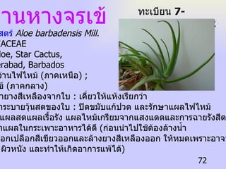 ว่านหางจรเข้ ชื่อวิทยาศาสตร์  Aloe barbadensis Mill .   ชื่อวงศ์  LILIACEAE   ชื่อสามัญ  Aloe, Star Cactus,  Aloin, Jafferabad, Barbados   ชื่อท้องถิ่น  ว่านไฟไหม้  ( ภาคเหนือ ) ; หางตะเข้  ( ภาคกลาง )   ประโยชน์  น้ำยางสีเหลืองจากใบ  :  เคี่ยวให้แห้งเรียกว่า  ยาคำ เป็นยาระบายวุ้นสดของใบ  :  ปิดขมับแก้ปวด และรักษาแผลไฟไหม้  น้ำร้อนลวก แผลสดแผลเรื้อรัง แผลไหม้เกรียมจากแสงแดดและการฉายรังสีตลอดจน  กินเพื่อรักษาแผลในกระเพาะอาหารได้ดี  ( ก่อนนำไปใช้ต้องล้างน้ำ ให้สะอาด ปอกเปลือกสีเขียวออกและล้างยางสีเหลืองออก ให้หมดเพราะอาจจะ ระคายเคือง ผิวหนัง และทำให้เกิดอาการแพ้ได้ )  ทะเบียน  7-77110-001-072 