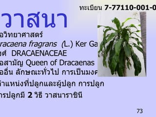 ชื่อวิทยาศาสตร์ Dracaena fragrans  ( L.) Ker Gawl. วงศ์  DRACAENACEAE ชื่อสามัญ  Queen of Dracaenas   ชื่ออื่น ลักษณะทั่วไป   การเป็นมงคล ตำแหน่งที่ปลูกและผู้ปลูก   การปลูก การปลูกมี  2  วิธี   วาสนาราชินี   วาสนา ทะเบียน  7-77110-001-073 