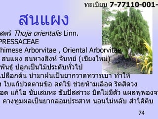 ชื่อวิทยาศาสตร์   Thuja orientalis  Linn. ชื่อวงศ์   CUPRESSACEAE ชื่อสามัญ   Chimese Arborvitae , Oriental Arborvitae ชื่อท้องถิ่น  สนแผง สนหางสิงห์ จันทย์  ( เชียงใหม่ ) การกระจายพันธุ์  ปลูกเป็นไม้ประดับทั่วไป ประโยชน์  เปลือกต้น นำมาฝนเป็นยากวาดทวารเบา ทำให้ ระดูขาวแห้ง ใบแก้ปวดตามข้อ ลดไข้ ช่วยห้ามเลือด ริดสีดวง ทวาร ตกเลือด แก้ไอ ขับเสมหะ ขับปัสสาวะ บิดไม่มีตัว แผลพุพองจากน้ำร้อน  หรือไฟไหม้ คางทูมผลเป็นยากล่อมประสาท นอนไม่หลับ สำไส้ตีบ สนแผง ทะเบียน  7-77110-001-074 