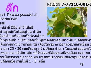 ชื่อวิทยาศาสตร์   Tectona grandis  L.f. ชื่อวงศ์   VERBENACEAE ชื่อสามัญ  Teak ชื่อท้องถิ่น  เซบ่ายี้ ปีฮือ ปายี้ เป้อยี  ไม้ต้น  ขนาดใหญ่ผลัดใบในฤดูร้อน ลำต้น เปลาตรงเปลือกเรียบหรือแตกเป็นร่องเล็ก ๆ สีเทา โคนเป็นพูพอนต่ำ ๆ เรือนยอดเป็นพุ่มทรงกลมค่อนข้างทึบ เปลือกสีเทา เรียบ หรือ แตกเป็นร่องตื้นตามความยาวลำต้น  ใบ  เดี่ยวใหญ่มาก ออกตรงข้ามกันเป็นคู่ ปลายใบ แหลมโคนมน ยาว  25 - 30  เซนติเมตร กว้างเกือบเท่ายาว ใบของต้นอ่อนจะใหญ่กว่า นี้มาก ผิวใบขนสากคายสีเขียวเข้ม ขยี้ใบสดจะมีสีแดงเหมือนเลือด  ดอก  ขนาดเล็ก  สีขาวนวลออกเป็นช่อตาม ปลายกิ่ง  ผล  แห้งค่อนข้างกลมเส้นผ่าศูนย์กลางประมาณ  2  เซนติเมตร เปลือกแข็ง ภายในมี  1 - 3  เมล็ด สัก ทะเบียน  7-77110-001-075 