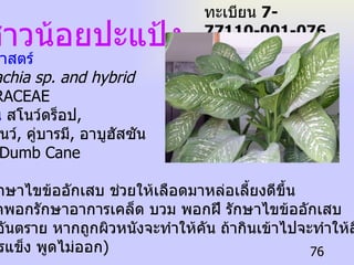 ชื่อวิทยาศาสตร์  Dieffenbachia sp. and hybrid   ชื่อวงศ์  ARACEAE   ชื่อท้องถิ่น  สโนว์ดร็อป ,  ทรอปิคสโนว์ ,  คู่บารมี ,  อาบูฮัสซัน ชื่อสามัญ  Dumb Cane ประโยชน์  ทั้งต้น   :  รักษาไขข้ออักเสบ ช่วยให้เลือดมาหล่อเลี้ยงดีขึ้น  ใบ   :  ใช้บดพอกรักษาอาการเคล็ด บวม พอกฝี รักษาไขข้ออักเสบ  ( ยาง เป็นอันตราย หากถูกผิวหนังจะทำให้คัน ถ้ากินเข้าไปจะทำให้ลิ้นบวม ขากรรไกรแข็ง พูดไม่ออก ) สาวน้อยปะแป้ง ทะเบียน  7-77110-001-076 