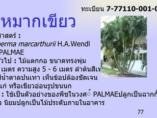 หมากเขียว ชื่อวิทยาศาสตร์  : Ptychosperma marcarthurii  H.A.Wendl ชื่อ วงศ์  :  PALMAE ลักษณะทั่วไป  :   ไม้แตกกอ ขนาดทรงพุ่ม  1.5 - 2.5  เมตร ความสูง  5 - 6  เมตร ลำต้นสีเทา อ่อนหรือสีน้ำตาลปนเทา เห็นข้อปล้องชัดเจน ใบสีเขียวแก่ หรือเขียวอ่อนรูปขนนก  ประโยชน์  :   ใช้เป็นตัวอย่างของพืชในวงศ ์  PALMAE ปลูกเป็นฉากกั้นสายตา หรือเป็นรั้ว   นิยมปลูกเป็นไม้ประดับภายในอาคาร  ทะเบียน  7-77110-001-077 