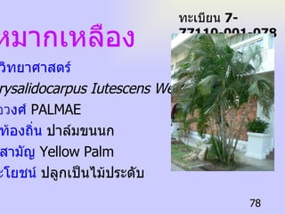ชื่อวิทยาศาสตร์  Chrysalidocarpus Iutescens Wendl. ชื่อว งศ์  PALMAE   ชื่อท้องถิ่น  ปาล์มขนนก   ชื่อสามัญ  Yellow Palm ประโยชน์  ปลูกเป็นไม้ประดับ หมากเหลือง ทะเบียน  7-77110-001-078 