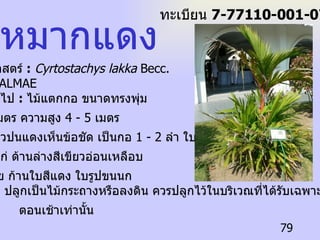 ชื่อวิทยาศาสตร์  :   Cyrtostachys lakka  Becc. ชื่อ วงศ์  :  PALMAE ลักษณะทั่วไป  :   ไม้แตกกอ ขนาดทรงพุ่ม 1.5 -2.5  เมตร ความสูง  4 - 5  เมตร  ลำต้นสีเขียวปนแดงเห็นข้อชัด เป็นกอ  1 - 2  ลำ ใบด้าน บนสีเขียวแก่ ด้านล่างสีเขียวอ่อนเหลือบ เงินเล็กน้อย ก้านใบสีแดง ใบรูปขนนก  ประโยชน์  :  ปลูกเป็นไม้กระถางหรือลงดิน ควรปลูกไว้ในบริเวณที่ได้รับเฉพาะแสง ตอนเช้าเท่านั้น หมากแดง ทะเบียน  7-77110-001-079 