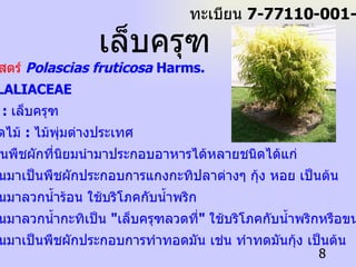 ชื่อวิทยาศาสตร์   Polascias fruticosa  Harms. ชื่อวงศ์  :  ALALIACEAE ชื่อพื้นเมือง   :  เล็บครุฑ ลักษณะชนิดไม้  :  ไม้พุ่มต่างประเทศ เล็บครุฑ เป็นพืชผักที่นิยมนำมาประกอบอาหารได้หลายชนิดได้แก่ 1.  นำใบอ่อนมาเป็นพืชผักประกอบการแกงกะทิปลาต่างๆ กุ้ง หอย เป็นต้น 2.  นำใบอ่อนมาลวกน้ำร้อน ใช้บริโภคกับน้ำพริก 3.  นำใบอ่อนมาลวกน้ำกะทิเป็น  " เล็บครุฑลวดที่ "  ใช้บริโภคกับน้ำพริกหรือขนมจีน เป็นต้น 4.  นำใบอ่อนมาเป็นพืชผักประกอบการทำทอดมัน เช่น ทำทดมันกุ้ง เป็นต้น เล็บครุฑ ทะเบียน  7-77110-001-008 