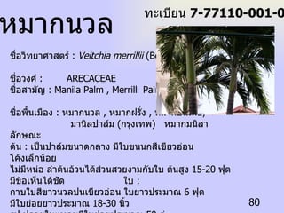 ชื่อวิทยาศาสตร์  :  Veitchia merrillii  (Becc.) H.E. Moore  ชื่อวงศ์  :  ARECACEAE  ชื่อสามัญ  : Manila Palm , Merrill  Palm  ชื่อพื้นเมือง  :  หมากนวล  ,  หมากฝรั่ง  ,  หมากอินเดีย ,  มานิลปาล์ม  ( กรุงเทพ )  หมากมนิลา  ลักษณะ ต้น  :  เป็นปาล์มขนาดกลาง มีใบขนนกสีเขียวอ่อน โค้งเล็กน้อย ไม่มีหน่อ ลำต้นอ้วนได้ส่วนสวยงามกับใบ ต้นสูง  15-20  ฟุต มีข้อเห็นได้ชัด  ใบ  :  กาบใบสีขาวนวลปนเขียวอ่อน ใบยาวประมาณ  6  ฟุต มีใบย่อยยาวประมาณ  18-30  นิ้ว  รูป ปลายใบแหลมมีใบย่อยประมาณ  50  คู่  ดอก  :  ออกใต้โคนกาบใบ ก้านดอกและช่อดอก มีสีขาวนวล ดอกสีเหลืองอมเขียวและขาว  ผล  :  มีลักษณะรูปไข่ ยาว  1  นิ้วครึ่ง ผลอ่อนสีเขียวนวลและขาว ผลแก่มีสีแดงสุก สะดุดตา  ทะเบียน  7-77110-001-080 หมากนวล 