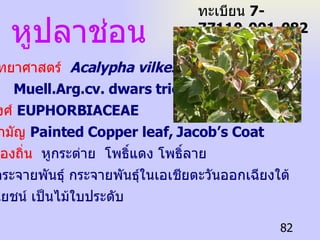หูปลาช่อน ทะเบียน  7-77110-001-082 ชื่อวิทยาศาสตร์   Acalypha vilkesiana   Muell.Arg.cv. dwars tricolor ชื่อวงศ์   EUPHORBIACEAE ชื่อสามัญ   Painted Copper leaf, Jacob’s Coat ชื่อท้องถิ่น   หูกระต่าย  โพธิ์แดง โพธิ์ลาย การกระจายพันธุ์ กระจายพันธุ์ในเอเชียตะวันออกเฉียงใต้ ประโยชน์ เป็นไม้ใบประดับ 