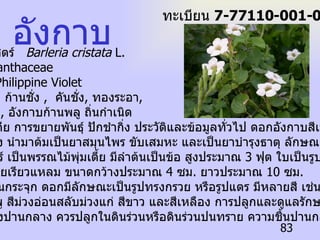 อังกาบ ชื่อวิทยาศาสตร์  Barleria cristata  L.  ชื่อวงศ์  Acanthaceae  ชื่อสามัญ  Philippine Violet  ชื่อท้องถิ่น  ก้านชั่ง  ,  คันชั่ง ,  ทองระอา , อังกาบเมือง ,  อังกาบก้านพลู ถิ่นกำเนิด  ประเทศอินเดีย การขยายพันธุ์ ปักชำกิ่ง ประวัติและข้อมูลทั่วไป ดอกอังกาบสีเหลือง ขาว ตากแห้ง นำมาต้มเป็นยาสมุนไพร ขับเสมหะ และเป็นยาบำรุงธาตุ ลักษณะทาง พฤกษศาสตร์ เป็นพรรณไม้พุ่มเตี้ย มีลำต้นเป็นข้อ สูงประมาณ  3  ฟุต ใบเป็นรูปหอก โคนและปลายเรียวแหลม ขนาดกว้างประมาณ  4  ซม .  ยาวประมาณ  10  ซม . ดอกออกเป็นกระจุก ดอกมีลักษณะเป็นรูปทรงกรวย หรือรูปแตร มีหลายสี เช่น สีม่วง สีม่วงอมชมพู สีม่วงอ่อนสลับม่วงแก่ สีขาว และสีเหลือง การปลูกและดูแลรักษา อังกาบเป็น ไม้ที่ชอบแสงปานกลาง ควรปลูกในดินร่วนหรือดินร่วนปนทราย ความชื้นปานกลางถึงสูง ทะเบียน  7-77110-001-083 