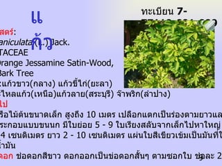 ชื่อวิทยาศาสตร์ : Murraya paniculata  (L.) Jack. ชื่อวงศ์ :RUTACEAE ชื่อสามัญ :Orange Jessamine Satin-Wood,  Cosmetic Bark Tree ชื่อท้องถิ่น  : แก้วขาว ( กลาง )  แก้วขี้ไก่ ( ยะลา ) แก้วพริก ตะไหลแก้ว ( เหนือ ) แก้วลาย ( สระบุรี )  จ๊าพริก ( ลำปาง ) ลักษณะทั่วไป เป็นไม้พุ่มหรือไม้ต้นขนาดเล็ก สูงถึง  10  เมตร เปลือกแตกเป็นร่องตามยาวและมักบิดเวียน ใบ  เป็นใบประกอบแบบขนนก มีใบย่อย  5 - 9  ใบเรียงสลับจากเล็กไปหาใหญ่ ใบรูปรี กว้าง  1.5 - 4  เซนติเมตร ยาว  2 - 10  เซนติเมตร แผ่นใบสีเขียวเข้มเป็นมันที่ใบเป็นมัน  ที่ใบมีต่อมน้ำมัน จุดเด่นของดอก  ช่อดอกสีขาว ดอกออกเป็นข่อดอกสั้นๆ ตามซอกใบ ช่อละ  2 - 3  ดอก แก้ว ทะเบียน  7-77110-001-009 