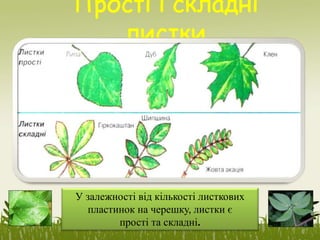 У залежності від кількості листкових
пластинок на черешку, листки є
прості та складні.
 