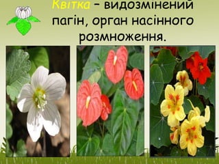 Квітка – видозмінений
пагін, орган насінного
розмноження.
 