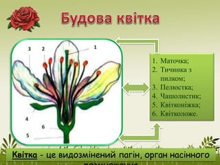 1
5
4
3 2
6
1. Маточка;
2. Тичинка з
пилком;
3. Пелюстка;
4. Чашолистик;
5. Квітконіжка;
6. Квітколоже.
Квітка - це видозмінений пагін, орган насінного
 