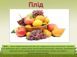 Плід — орган покритонасінних рослин, що утворюється після запліднення з маточки
та здебільшого ще й з деяких інших частин квітки (квітколожа, оцвітини, квітконіжки)
внаслідок їхнього розростання та видозмінення; служить для захисту і
розповсюдження насіння.
 
