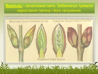 Брунька – зачатковий пагін. Забезпечує тривале
наростання пагона і його галуження.
 