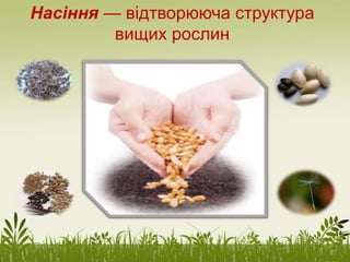 Насіння — відтворююча структура
вищих рослин
 