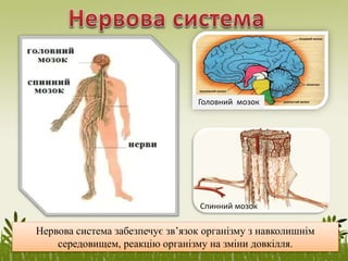 Нервова система забезпечує зв’язок організму з навколишнім
середовищем, реакцію організму на зміни довкілля.
Спинний мозок
Головний мозок
 