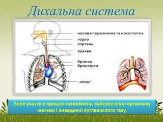 Дихальна система
Бере участь у процесі газообміну, забезпеченні організму
киснем і виведенні вуглекислого газу.
легені
 